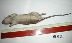 老鼠的种类